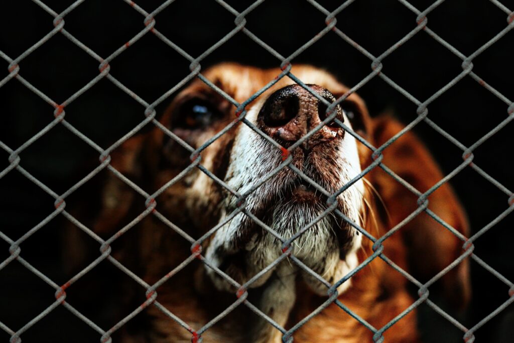 Chien dans un refuge