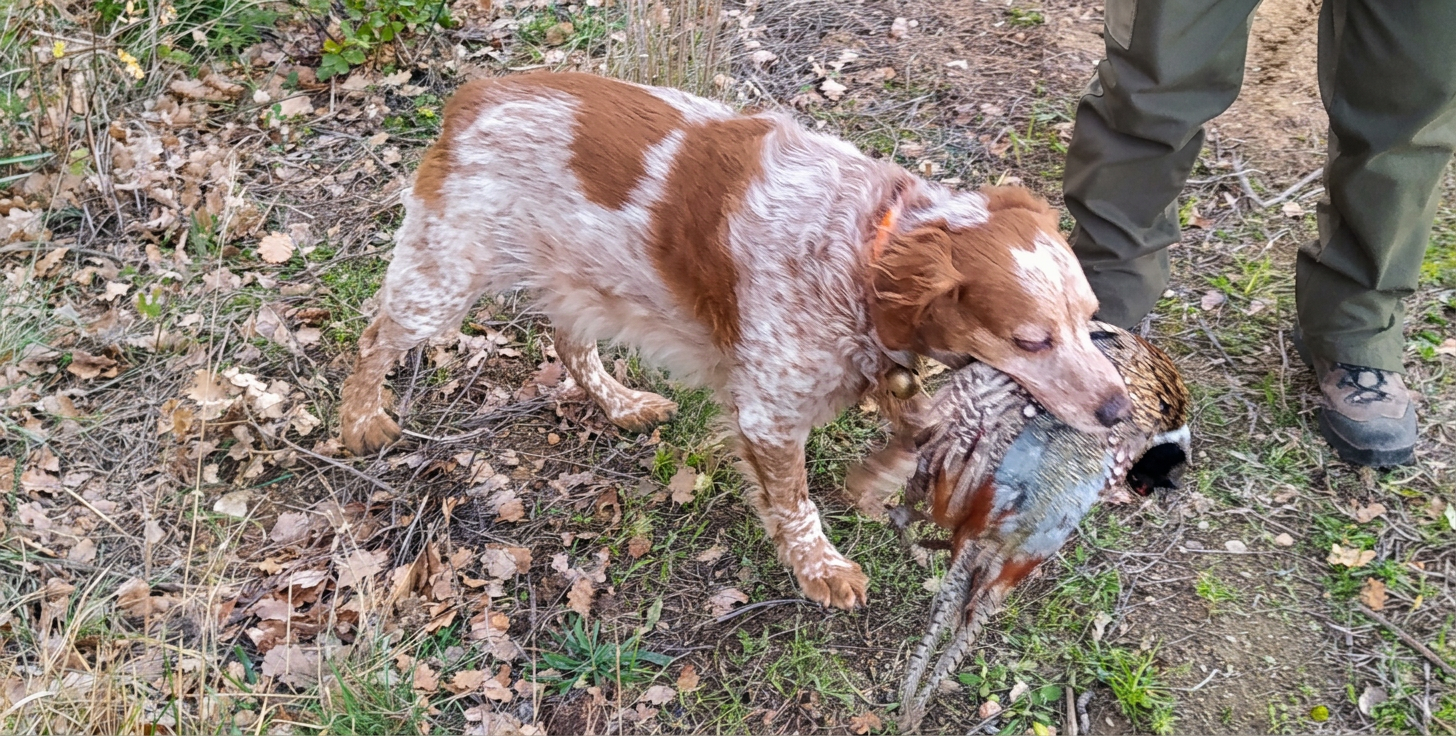 Epagneul breton à la chasse 