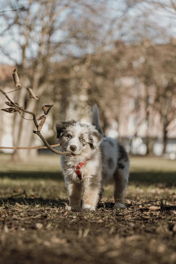 Chiot Berger Australien
