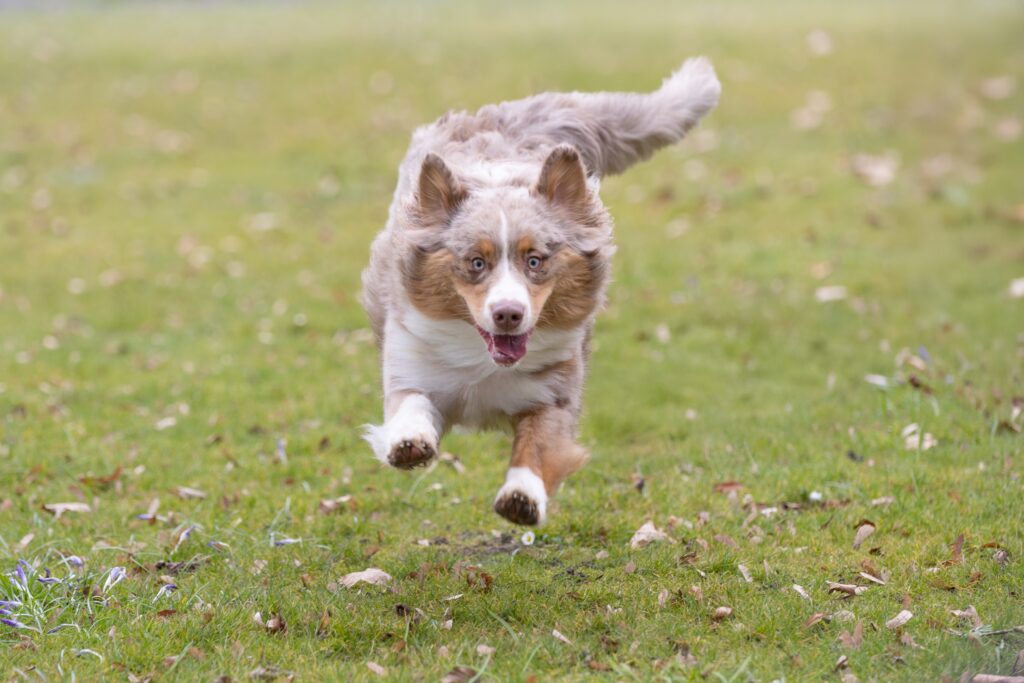 Chien heureux courant à toute vitesse.