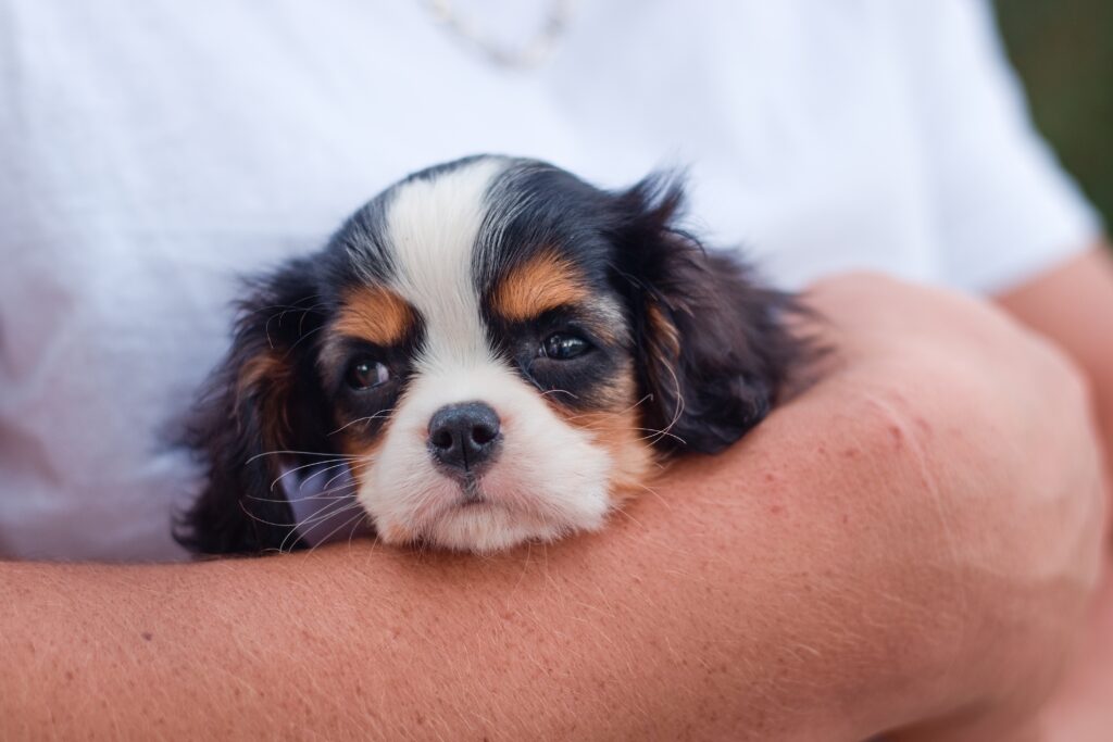 Chiot dans les bras de sa nouvelle propriétaire.